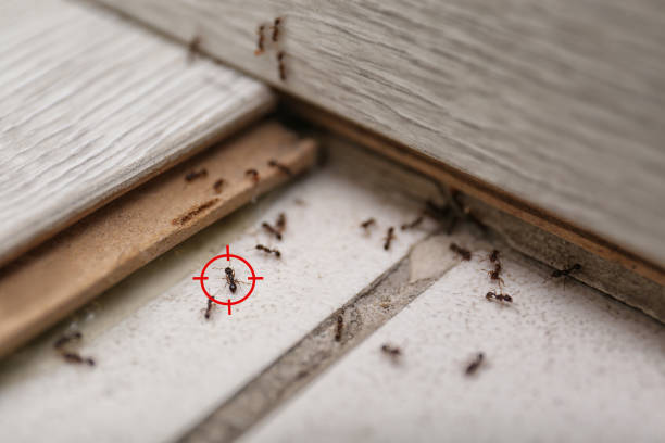 Best Residential Pest Control  in West Liberty, KY