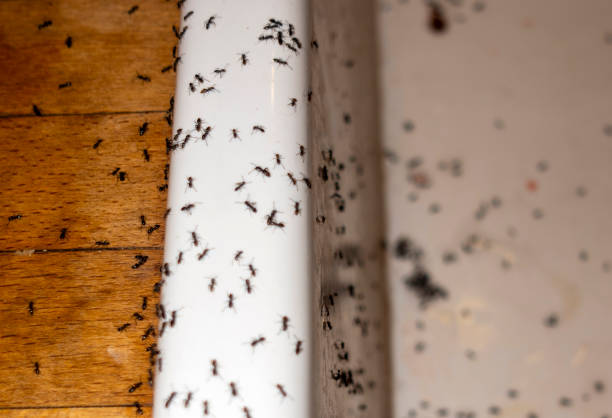 Best Pest Removal Services  in West Liberty, KY